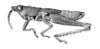 Lysacris festae (Giglio-Tos, 1898): Fig. 1. male, habitus. (Otu).