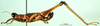 CollectionObject 1500981; 56044b6a-1652-4f6e-9d85-dddc0d7dd8c8: male, lateral view (holotype). (CollectionObject).