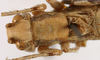 CollectionObject 1517402; 5a91da56-2447-4e0a-8327-0ce4adcced3f: male pronotum, dorsal view (holotype). (CollectionObject).