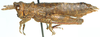 Karruia paradoxa Rehn, 1945: female, lateral view. (Otu).