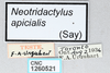 CollectionObject 2868888; CNCI 1260521, d503d8ca-477c-4586-9035-f88564b23d59: Neotridactylus apicialis. (CollectionObject).