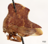 Habitus, lateral view: !! display not done !! on Telamona tristis Fitch, 1851: (Observation).