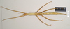 CollectionObject 1561108; bb085ae2-a64c-4e07-b1ad-b9e497c225c9: copyright Natural History Museum, London. female (paratype). (CollectionObject).;CollectionObject 1561109; 567f5c8d-8803-402e-86cd-e62a71379f1a: copyright Natural History Museum, London. female (paratype). (CollectionObject).