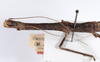 CollectionObject 1559387; f710804b-5bd8-40d0-8f0d-f6c441cf5742: copyright ANSP. female: head & thorax, dorsal view (holotype). (CollectionObject).