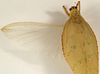 CollectionObject 1529734; 6ce18925-a8fb-4989-8352-ba52dc4f34f9: male, dorsal view (holotype). (CollectionObject).