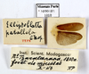 CollectionObject 1587146; MNHN(SF IMPORT DUPLICATE) MNHN-EP-EP1010, ccb95f53-40ba-4029-aab0-8da9f97049a6: CC BY-NC-ND 4.0/MNHN - Depraetere Marion - 2014. Type, male, of parallela Chopard, 1952. Specimen number: MNHN-EP-EP1010. http://coldb.mnhn.fr/catalognumber/mnhn/ep/ep1010. (CollectionObject).