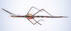 CollectionObject 1562585; 43a60d5a-1942-4550-bff8-d0b268ba96ec: copyright ZMUH, Hamburg. female, dorsal view of synonym Phasmotaenia elongata (paratype). (CollectionObject).