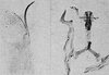 Other: Pygofer lobe, aedeagus, connective, and styli. (Observation).