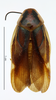 CollectionObject 1587363; MNHN(SF IMPORT DUPLICATE) MNHN-EP-EP983, d5d054bd-4f6e-4416-bc7d-879c0c6d7c0e: CC BY-NC-ND 4.0/MNHN - Depraetere Marion - 2014. Syntype, female, of variegata Shelford, 1907. Specimen number: MNHN-EP-EP983. http://coldb.mnhn.fr/catalognumber/mnhn/ep/ep983. (CollectionObject).