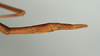 CollectionObject 1560703; c3652772-d7b3-48ad-bc1e-1583e73241a2: copyright USNM, Washington. female: end of abdomen, lateral view (holotype). (CollectionObject).