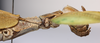 CollectionObject 1591392; 7d78fac1-fa80-45ea-815a-c34b7173b32e: copyright ISAS Yunan. female head & thorax, lateral view (holotype). (CollectionObject).