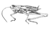 Drymacris nebulicola (Rehn, 1929): Fig. 23. female habitus. (Otu).