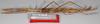 CollectionObject 1563697; fc737d25-64f3-4020-8b50-58afe227e26c: copyright F. Hennemann. male, lateral view (paratype). (CollectionObject).;CollectionObject 1563698; c8942c7b-19a1-42cb-92ea-ff04c56c5154: copyright F. Hennemann. male, lateral view (paratype). (CollectionObject).;CollectionObject 1563699; 2be125d9-3a27-4340-b2ab-14e7d1f19ef3: copyright F. Hennemann. male, lateral view (paratype). (CollectionObject).