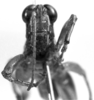 CollectionObject 1521513; da12cd07-aad8-4124-86cf-00af30a1d623: Image Carbonell, C.S. male, frontal view (holotype). (CollectionObject).