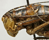 CollectionObject 1535231; b7e619d4-def4-4272-bc57-a220ed9afac9: male pronotum, lateral view (lectotype). (CollectionObject).