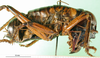 CollectionObject 1594840; 4b7af46d-d58c-4bd4-9c25-a3853a811f65: male, lateral view. (CollectionObject).