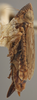 Habitus, lateral view on Bonaspeia eriocephalus (Cogan, 1916): Lateral. (Observation).