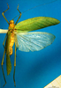 CollectionObject 1502474; e615eb80-73a9-491b-bb3a-a68bae7dd4f2: female, dorsal view (syntype). (CollectionObject).