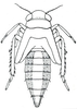 Habitus, lateral view: Balclutha sp., nymph, dorsally. (Observation).