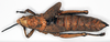 CollectionObject 1578644; 168060c9-4f87-419a-a07b-872df13bd359: female, dorsal view (paratype of Petasia oberthuri). (CollectionObject).