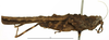 CollectionObject 1577321; cfb46576-0d71-4085-8a3e-ac1ae1084dc2: female, lateral view (syntype). (CollectionObject).