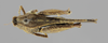CollectionObject 1476872; 34062cbb-9187-44f3-860b-06e2e8b56d89: female, dorsal view (holotype). (CollectionObject).