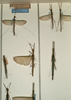CollectionObject 1560372; NMW 1145, 8bab5d75-8533-4d26-ac03-5c91f100b43c: copyright NMW, Vienna. male and female (paralectotypes). (CollectionObject).