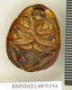 CollectionObject 1573040; 77bb6d28-fa45-4d86-adf1-14cf5a9b1ed9: Copyright Natural History Museum, London. Non-type (adult female) in BM(NH). Ventral view. (CollectionObject).