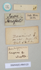 CollectionObject 1559139; 18de9399-c13d-434a-a238-42a9dc227728: copyright Natural History Museum, London. female, data labels (syntype). (CollectionObject).;CollectionObject 1559140; 72b1980c-941b-4f93-8ee5-e9ed0faa7475: copyright Natural History Museum, London. female, data labels (syntype). (CollectionObject).