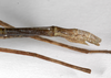 CollectionObject 1561740; cad9b209-0092-4d50-a6f4-82a852bdc97c: copyright MNHU, Berlin. female: end of abdomen, lateral view (syntype). (CollectionObject).