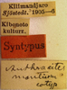 CollectionObject 1502496; d3e0a81f-8bf8-4cc1-be6c-3604ba0322ab: labels (syntype). (CollectionObject).