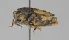 CollectionObject 1523263; f75e60ed-d7ba-44f9-9280-58d17d17f7bb: female, lateral view (holotype). (CollectionObject).