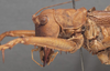 CollectionObject 1505901; 97b50376-d569-4871-88fb-1b544e278a35: female pronotum, lateral view (paralectotype). (CollectionObject).