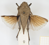 CollectionObject 1476887; 62ccc855-c9b7-4abf-aa70-8c5cf321cf8b, NHMUK10924420: female, dorsal view (syntype). (CollectionObject).
