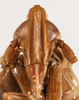 Head: !! display not done !! on Stenocranus (Stenocranus) minutus (Fabricius, 1787): (Observation).