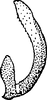 Aedeagus, lateral view: Aedeagus, lateral view. (Observation).