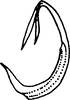 Aedeagus, lateral view on Colladonus geminatus (Van Duzee, 1890): (Observation).