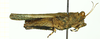 CollectionObject 1586180; 65e16a48-6f86-4c54-9b9f-2def91156732: female, lateral view. (CollectionObject).
