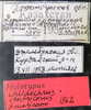 Other on Chlidochrus ventricosus Emeljanov, 1962: holotype. (Observation).