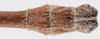 CollectionObject 1584203; 30878f10-b291-4e66-b3c6-404d13b6853b: copyright Frank Hennemann Coll. male: end of abdomen, dorsal view (paratype). (CollectionObject).;CollectionObject 1584204; afe2b8cc-8cca-4cc3-a581-ed630563d766: copyright Frank Hennemann Coll. male: end of abdomen, dorsal view (paratype). (CollectionObject).;CollectionObject 1584205; 15d01103-8493-4940-8377-8c409ca2af99: copyright Frank Hennemann Coll. male: end of abdomen, dorsal view (paratype). (CollectionObject).