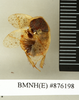 Hemelytroblatta cypria Chopard, 1929: Copyright Natural History Museum, London. Paratype (adult male) in BM(NH). Dorsal view. (Otu).