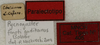 CollectionObject 1535961; e11091d7-c014-4809-843d-d6860c6ca535: labels (paralectotype). (CollectionObject).