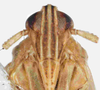 Head: !! display not done !! on Stenocranus (Codex) similis Crawford, 1914: (Observation).