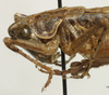 CollectionObject 1535178; 06afe236-b79b-4419-8d5d-21eccc4b90ba: female pronotum, lateral view (holotype). (CollectionObject).