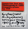 CollectionObject 1531109; 773d31e7-0992-4b2f-ae8a-bf0233f3990c: male, labels (holotype). (CollectionObject).