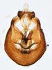 Pygofer, ventral view on Bakerella maculata Crawford, 1914: (Observation).