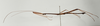 CollectionObject 1560520; 40205467-2f9e-40e7-b463-d6a4a53a4100: copyright Gunvi Lindberg, NRM, Stockholm. male, lateral view (holotype). (CollectionObject).