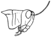 CollectionObject 1524548; 12728dc5-68e1-403f-a147-80d4988d1326: Fig. 1. female, head and pronotum, lateral outline. (CollectionObject).