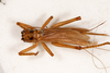 CollectionObject 1531221; 0edfc87f-3b3d-4b02-979d-29eb5f94ad71: female, dorsal view (holotype). (CollectionObject).