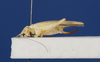 Zarceus fallaciosus Bolívar, 1895: 2013 Natural History Museum, London. female, lateral view. (Otu).